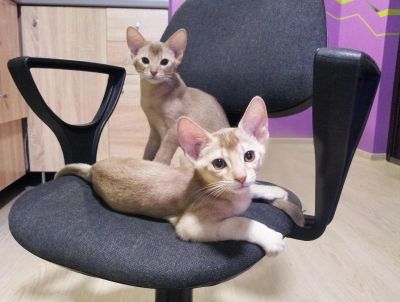 Лот: 7455554. Фото: 1. Абиссинец. Кошки, котята