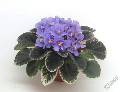 Лот: 4080038. Фото: 1. Фиалка Precous lavander - лист... Горшечные растения и комнатные цветы