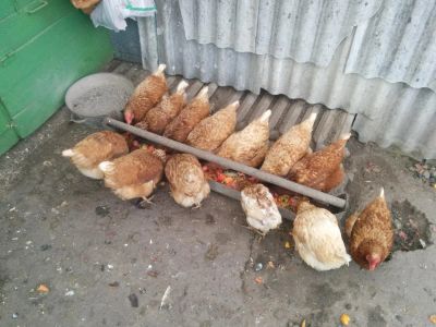 Лот: 8322911. Фото: 1. Куры несушки !!!У Кого в избранном... Птицы