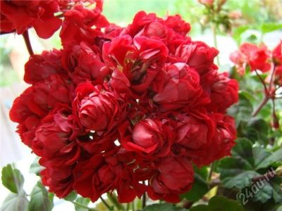 Лот: 16089063. Фото: 1. Пеларгония розовидная Vectis Rosebud. Горшечные растения и комнатные цветы