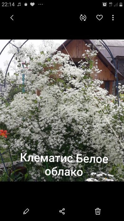 Лот: 19134671. Фото: 1. Клематис Мелкоцветковый. Садовые цветы