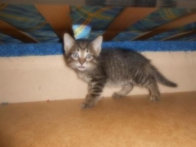 Лот: 3214066. Фото: 1. Отдам котят в хорошие руки. Кошки, котята
