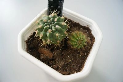 Лот: 3117339. Фото: 1. Кактусы - Coryphantha Salinensis... Горшечные растения и комнатные цветы
