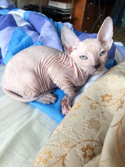 Лот: 16056425. Фото: 1. Канадский сфинкс девочка. Кошки, котята