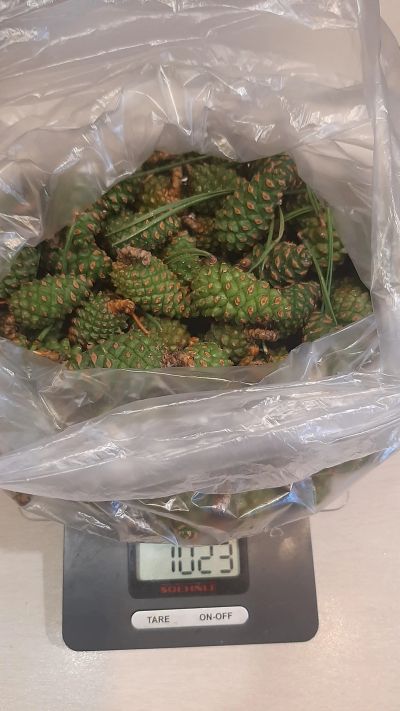 Лот: 19152385. Фото: 1. Шишка на варенье 1 кг. Домашние заготовки