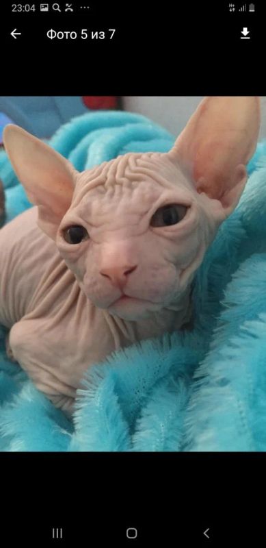Лот: 13727115. Фото: 1. Котенок Сфинкс Мальчик резина. Кошки, котята