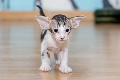 Лот: 6664581. Фото: 1. Ориентальная кошечка Илона. Кошки, котята