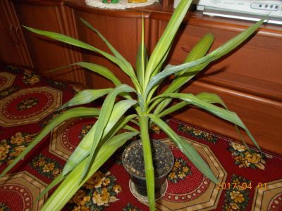 Лот: 9389923. Фото: 1. Юкка. Горшечные растения и комнатные цветы