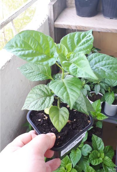 Лот: 13682907. Фото: 1. Carolina Reaper Chocolate (Каролина... Овощи