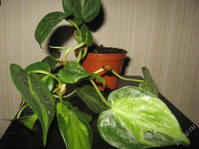 Лот: 1274063. Фото: 1. Филодендрон лазающий (Philodendron... Горшечные растения и комнатные цветы