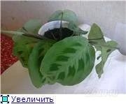 Лот: 91400. Фото: 1. маранточка. Горшечные растения и комнатные цветы
