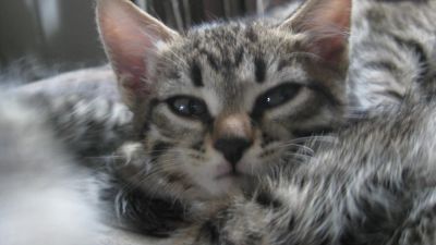 Лот: 4490399. Фото: 1. 4 котейки в добрые руки! ;)). Кошки, котята