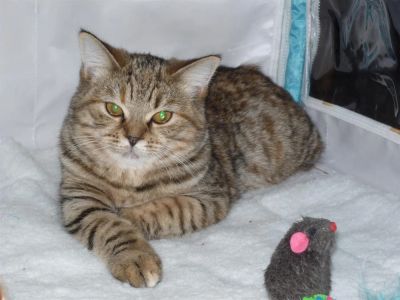 Лот: 3116309. Фото: 1. Прямоушка шотландочка. Кошки, котята