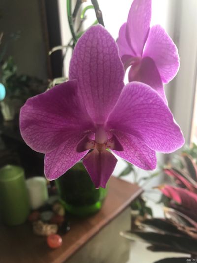 Лот: 13620376. Фото: 1. Орхидея фиолетовая. Горшечные растения и комнатные цветы