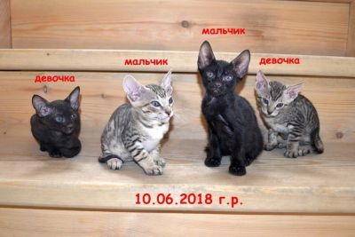 Лот: 11867030. Фото: 1. Красивые котята. Кошки, котята