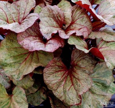 Лот: 16668791. Фото: 1. Бузульник Ligularia Garden Confetti. Садовые цветы