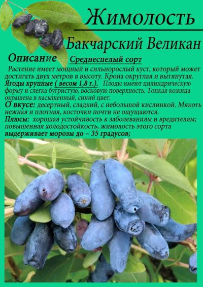 Лот: 25310166. Фото: 1. Саженцы, крупная жимолость Бакчарский... Декоративные кустарники и деревья