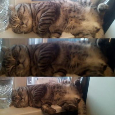 Лот: 8815521. Фото: 1. Ищем кошку, любую.( кошку для... Кошки, котята