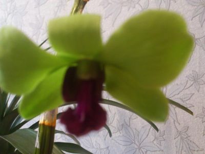 Лот: 4197187. Фото: 1. Маленькая детка орхидеи дендробиума... Горшечные растения и комнатные цветы