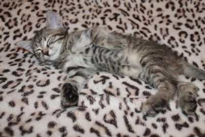 Лот: 4683654. Фото: 1. Котята. Кошки, котята