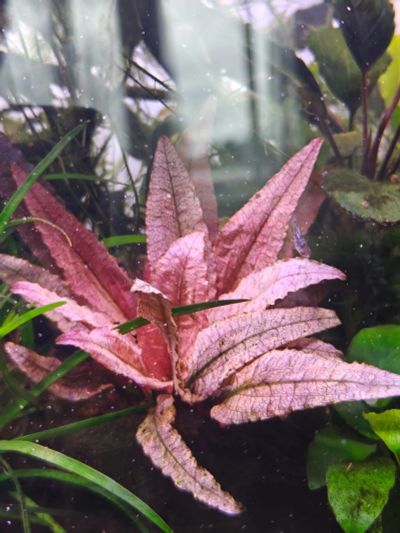 Лот: 25706133. Фото: 1. Криптокарина Фламинго. Водные растения
