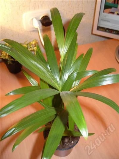 Лот: 338338. Фото: 1. Хризалидокарпус. Горшечные растения и комнатные цветы