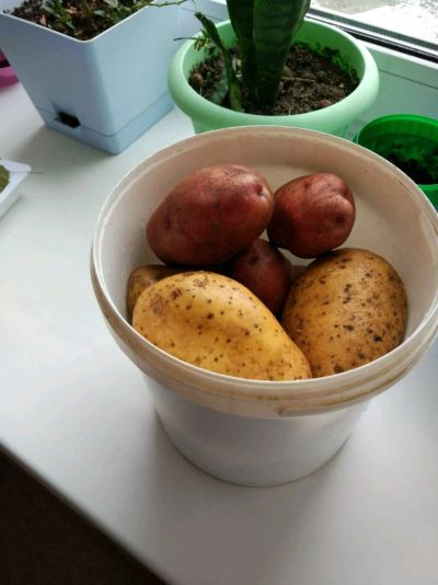 Лот: 11228313. Фото: 1. Экологически чистый картофель. Картофель