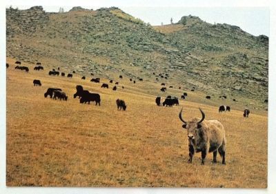 Лот: 9100297. Фото: 1. Буйвол, бык. Издат. Монголия. Открытки, конверты