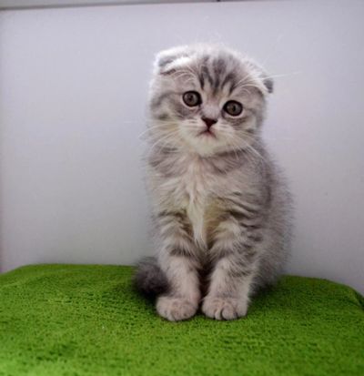 Лот: 7221310. Фото: 1. Плюшевая вислоушка девочка). Кошки, котята