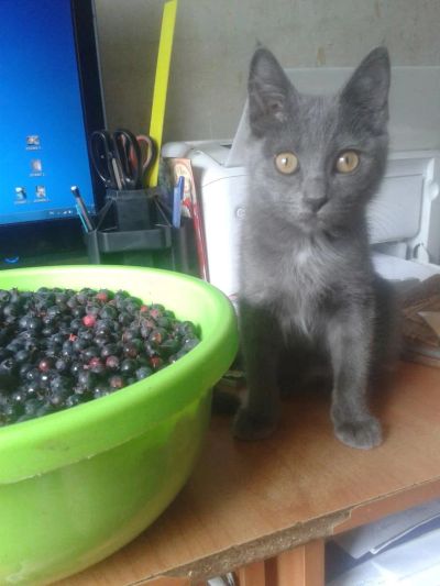 Лот: 7980556. Фото: 1. Кошечка. Кошки, котята