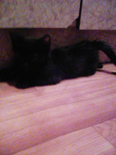 Лот: 8509493. Фото: 1. Британец. Кошки, котята