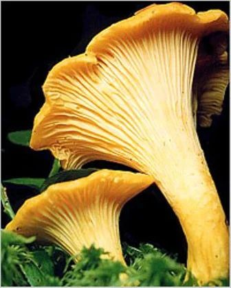 Лот: 2655261. Фото: 1. Лисички целые, глубокая заморозка. Грибы