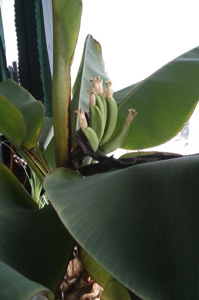 Лот: 3082114. Фото: 1. Банановая пальма 1. Горшечные растения и комнатные цветы