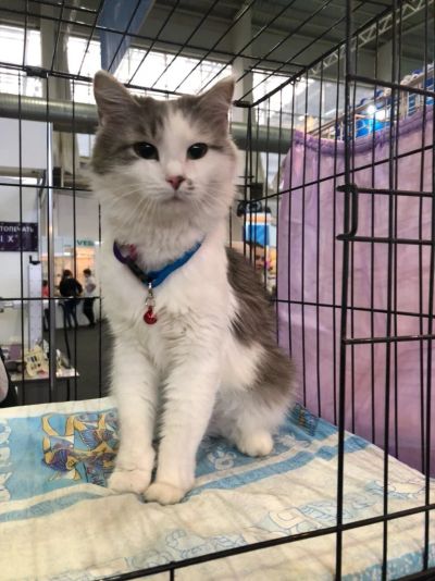 Лот: 15015167. Фото: 1. Кошка Елка в хорошие руки. Кошки, котята