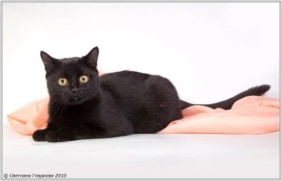 Лот: 6880979. Фото: 1. Мелкая черная кошечка Милашка. Кошки, котята