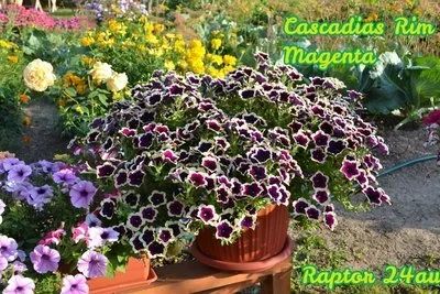 Лот: 7370086. Фото: 1. Петуния вегетативная Cascadias... Садовые цветы