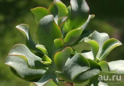 Лот: 8724225. Фото: 1. Crassula ovata cv. Blue Bird. Горшечные растения и комнатные цветы