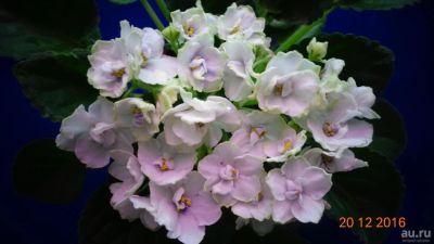 Лот: 4227970. Фото: 1. Фиалка Blue victoria - детка. Горшечные растения и комнатные цветы