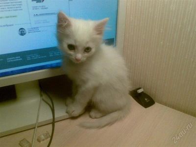 Лот: 1398176. Фото: 1. Белые Котята. Кошки, котята