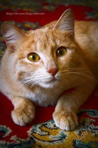 Лот: 1211088. Фото: 1. Мишель. Кошки, котята
