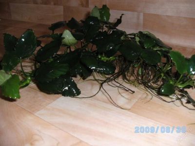 Лот: 126870. Фото: 1. Анубиас Бартера,. Водные растения