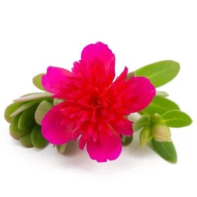 Лот: 17576248. Фото: 1. Портулак вегетативный ампельный. Садовые цветы
