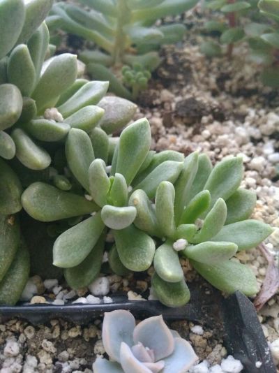 Лот: 11831015. Фото: 1. Синокрассула (sinocrassula densirosulata... Горшечные растения и комнатные цветы