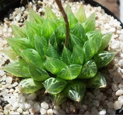 Лот: 17378506. Фото: 1. Хавортия Купера Haworthia cooperi... Горшечные растения и комнатные цветы