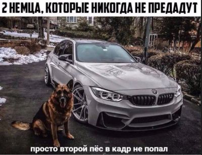 Лот: 15800697. Фото: 1. Щенки немецкой овчарки. Собаки, щенки