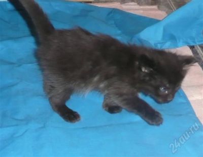 Лот: 670064. Фото: 1. симпатичные котята. Остальные животные