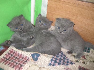 Лот: 1386810. Фото: 1. Шотландские котята. Кошки, котята