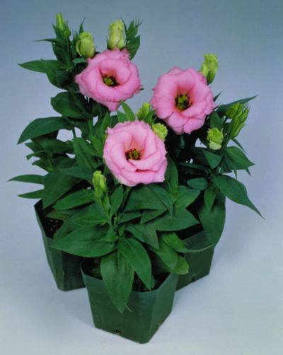 Лот: 10049051. Фото: 1. эустома роуз пинк (комнатная... Горшечные растения и комнатные цветы