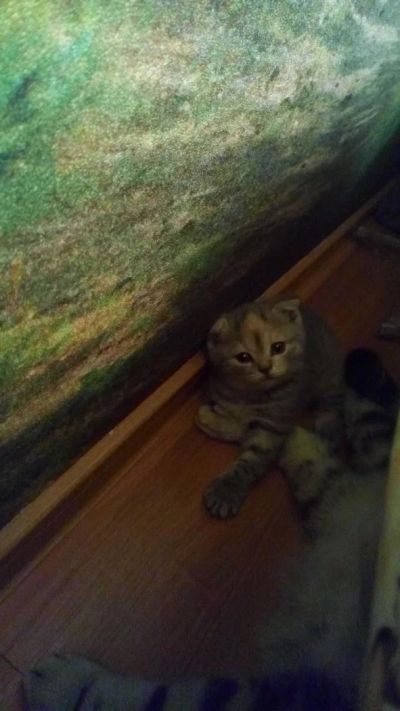 Лот: 6772026. Фото: 1. продам шотландскую вислоухую. Кошки, котята