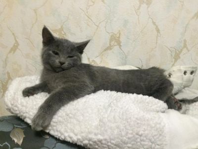 Лот: 6562093. Фото: 1. Котенок британец. Кошки, котята